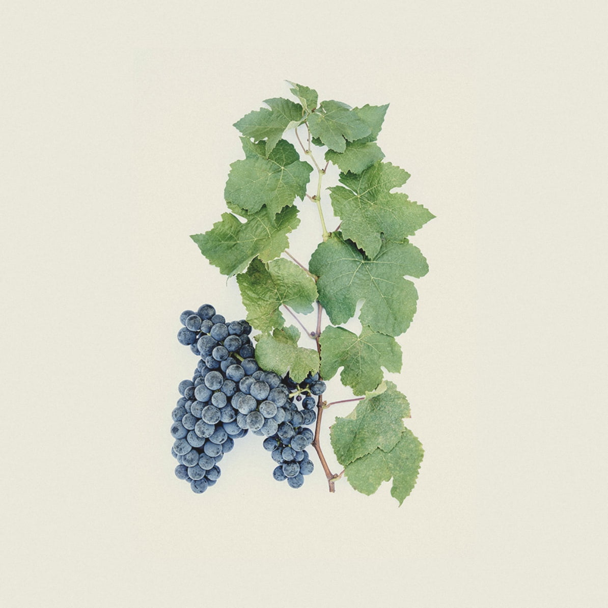Wine origin appellation Pauillac Médoc grape variety Petit Verdot