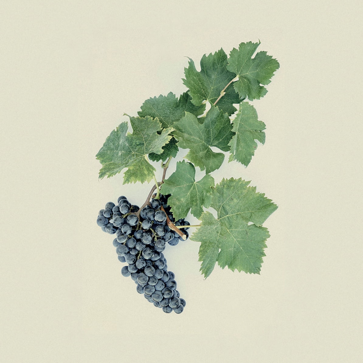 Vin Pauillac Médoc grape variety Cabernet franc