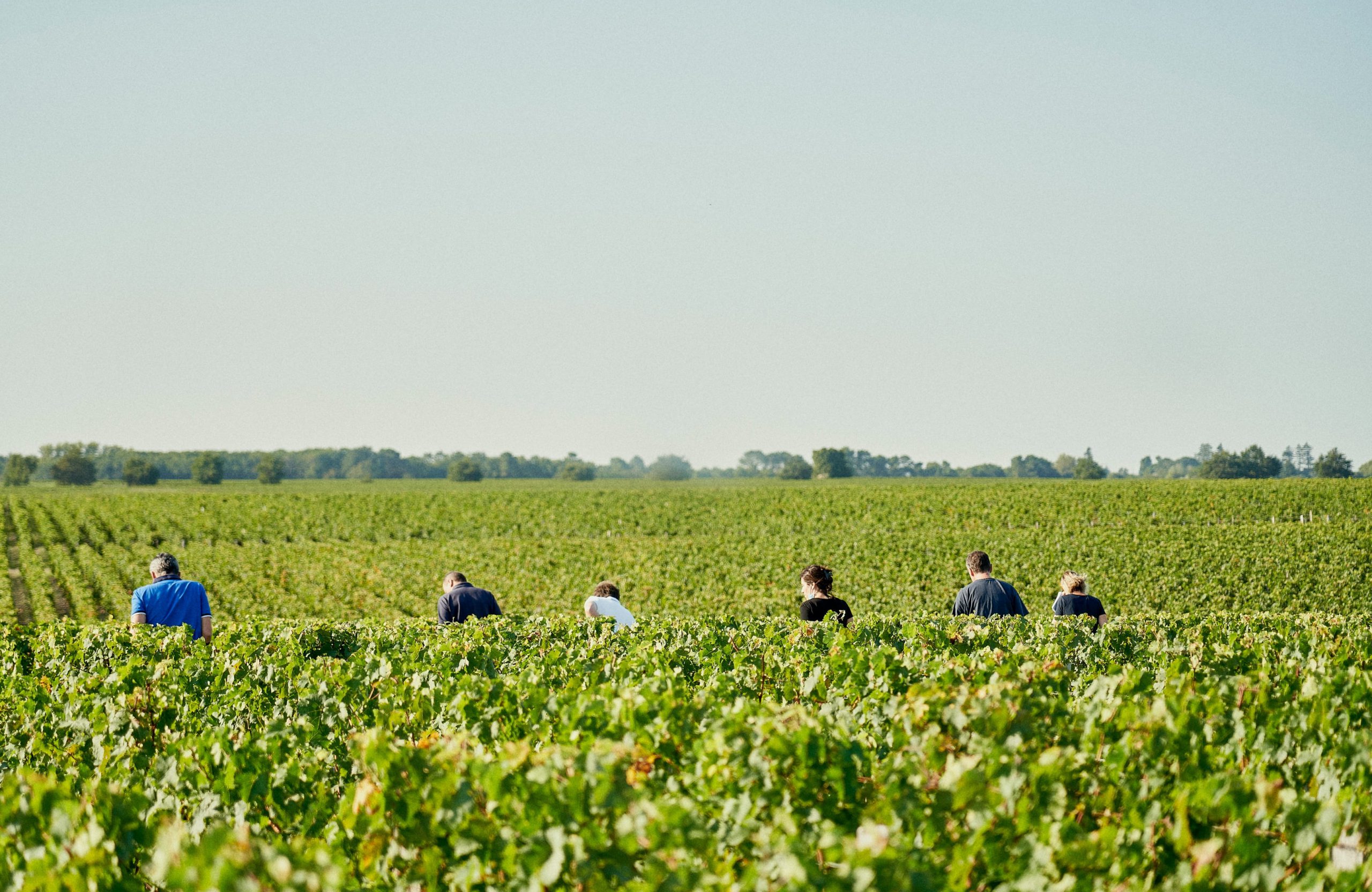 Dégustation du raisin Pauillac