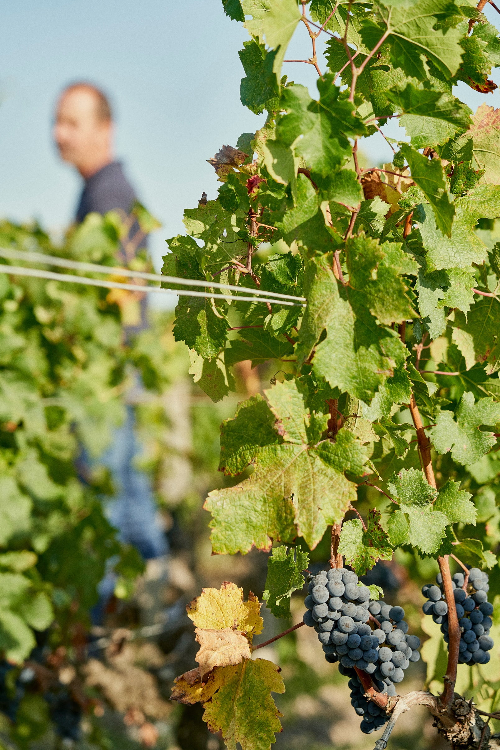 grape maturity