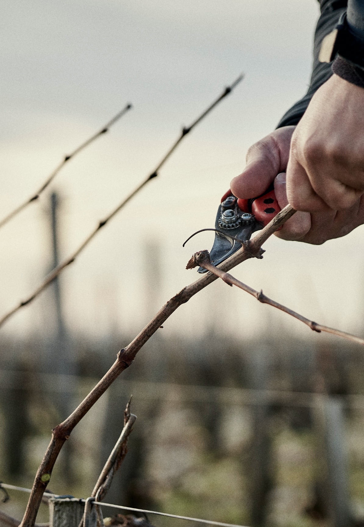 poussard pruning