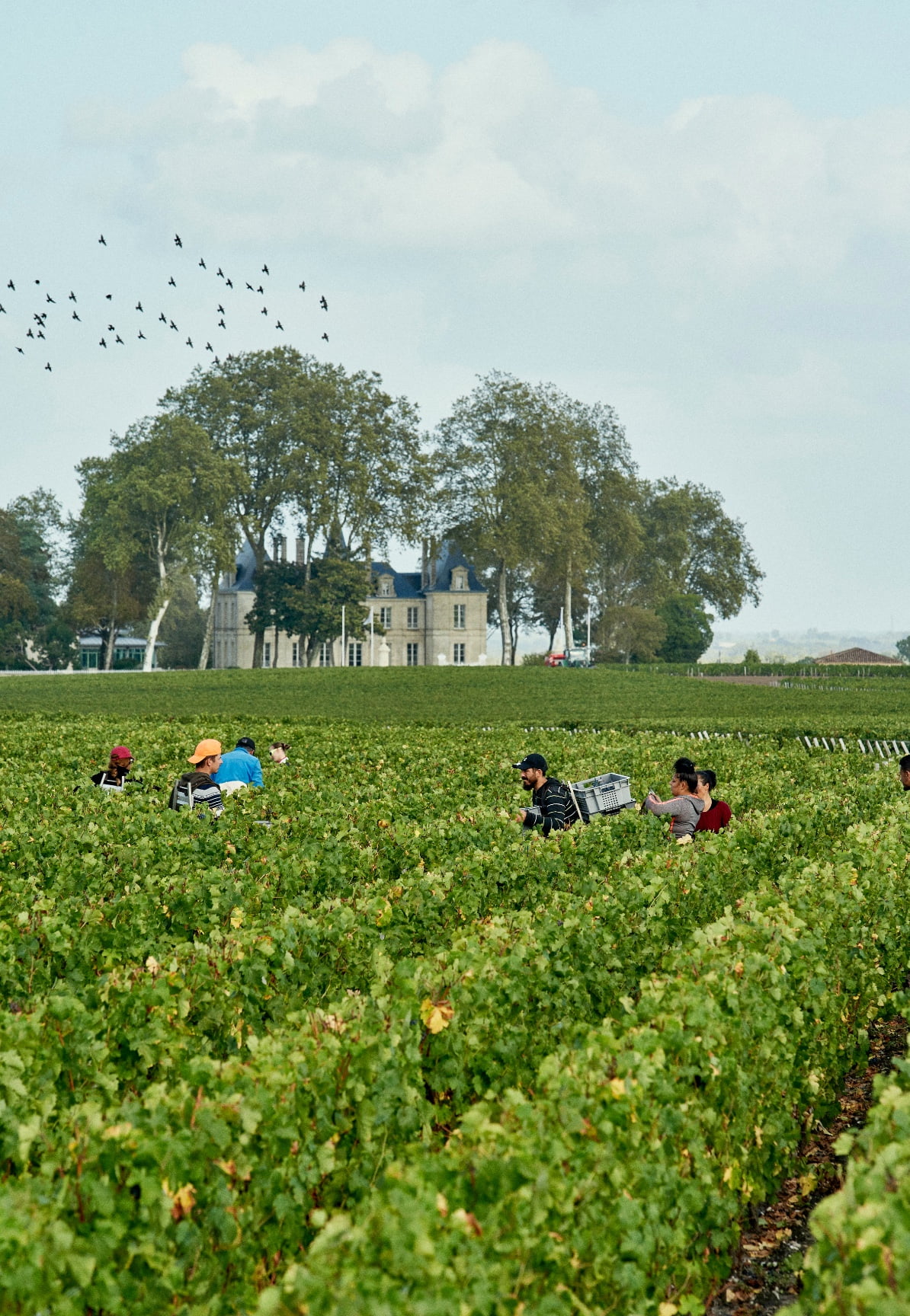 Vendanges Pauillac Médoc