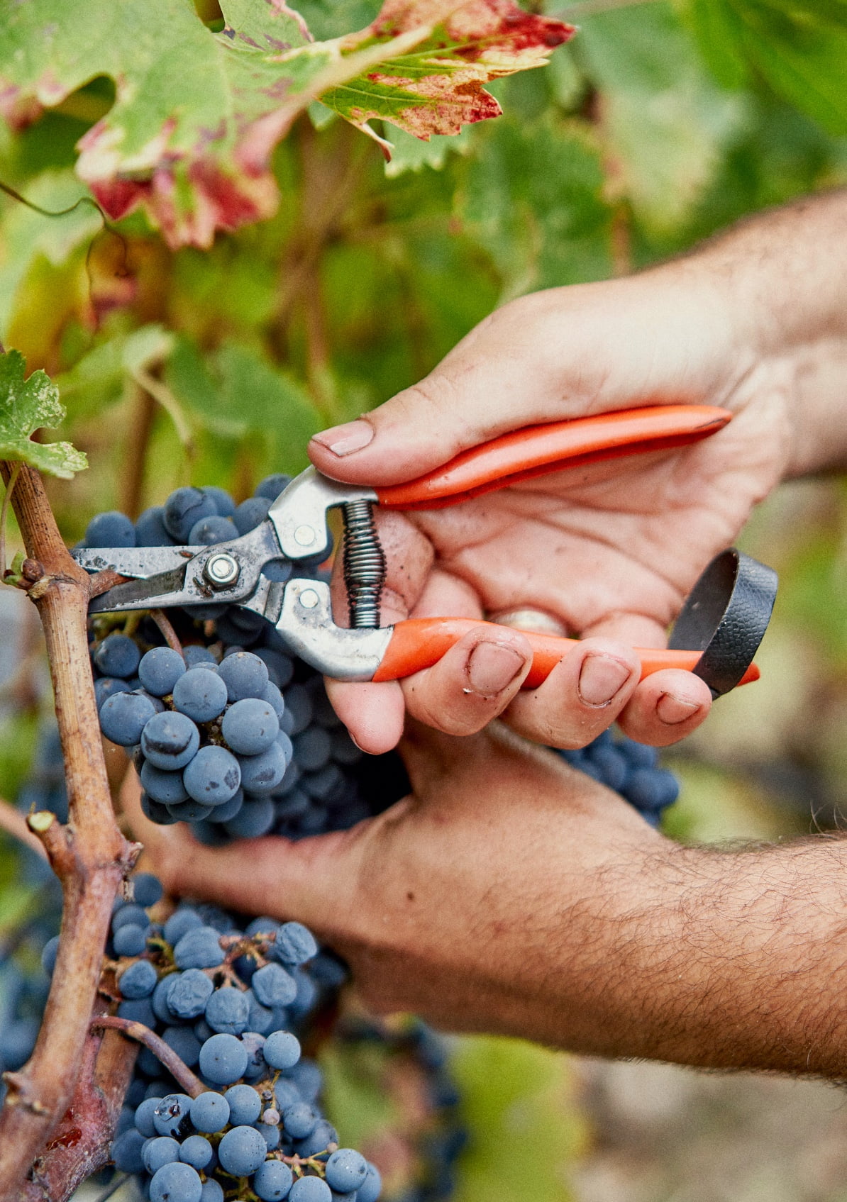 vendanges médoc