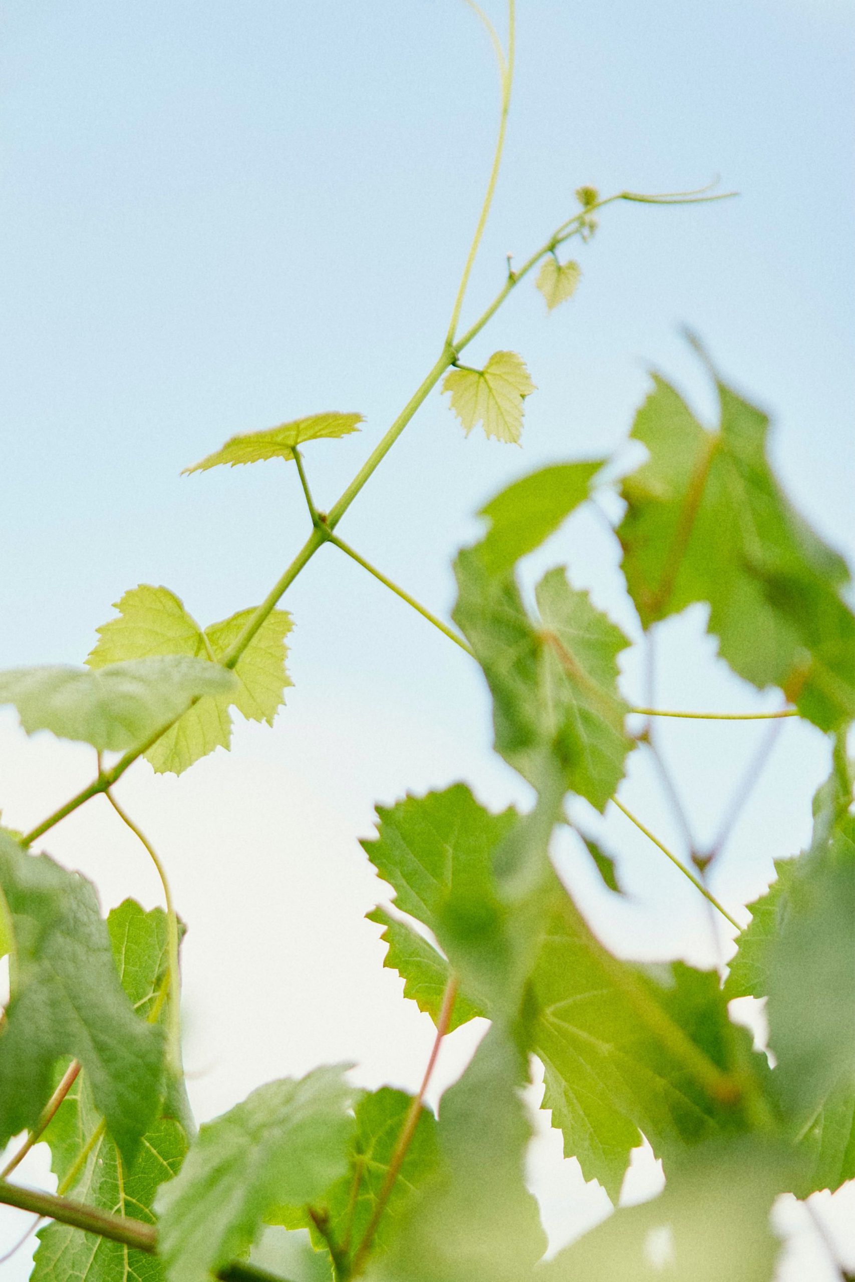 vignes pauillac