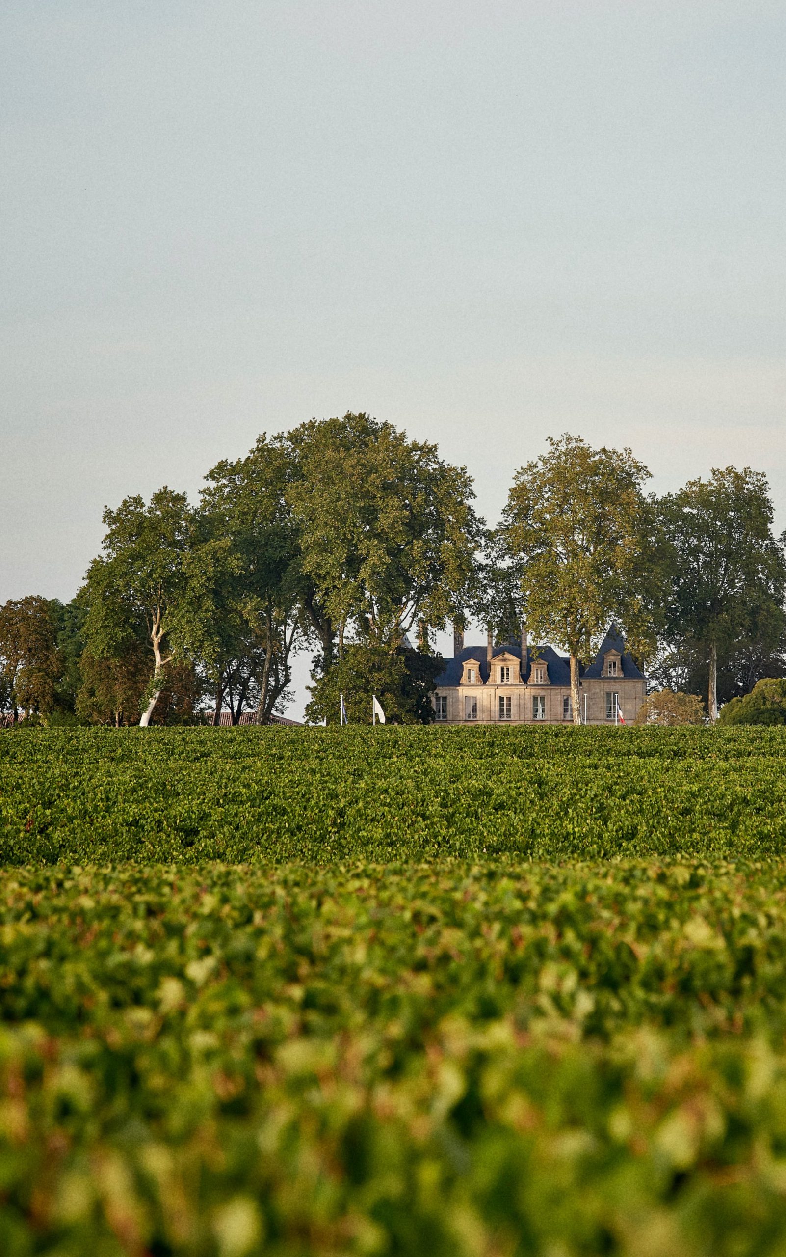 Grand vin Médoc Bordeaux