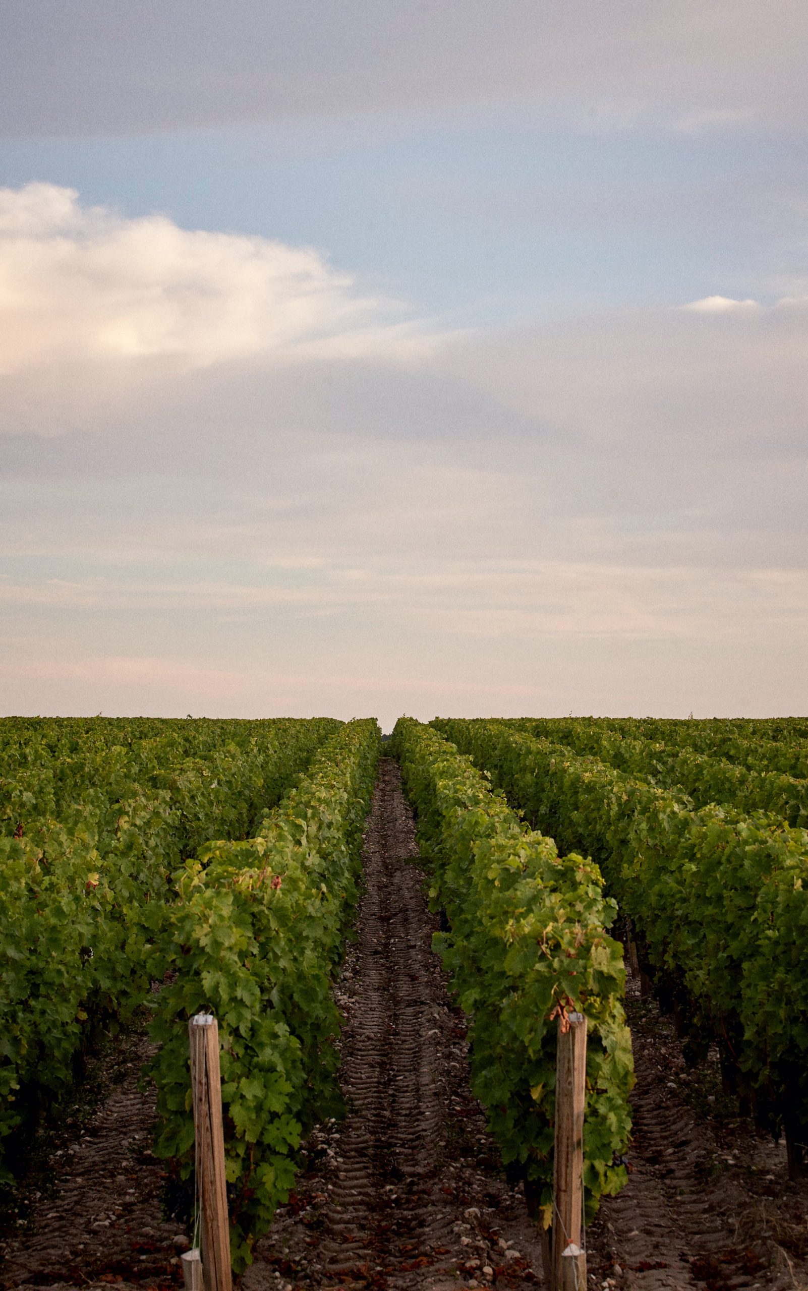 Vins Pauillac Médoc