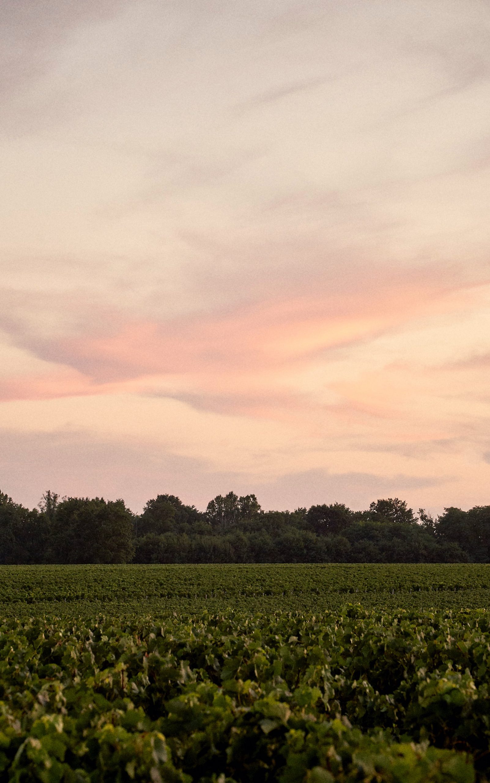 Origin wine Médoc Grand Cru