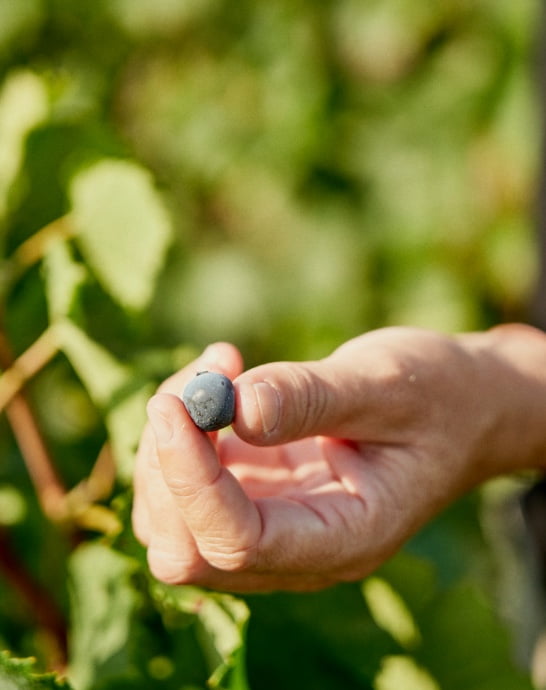 Grand Vin pauillac