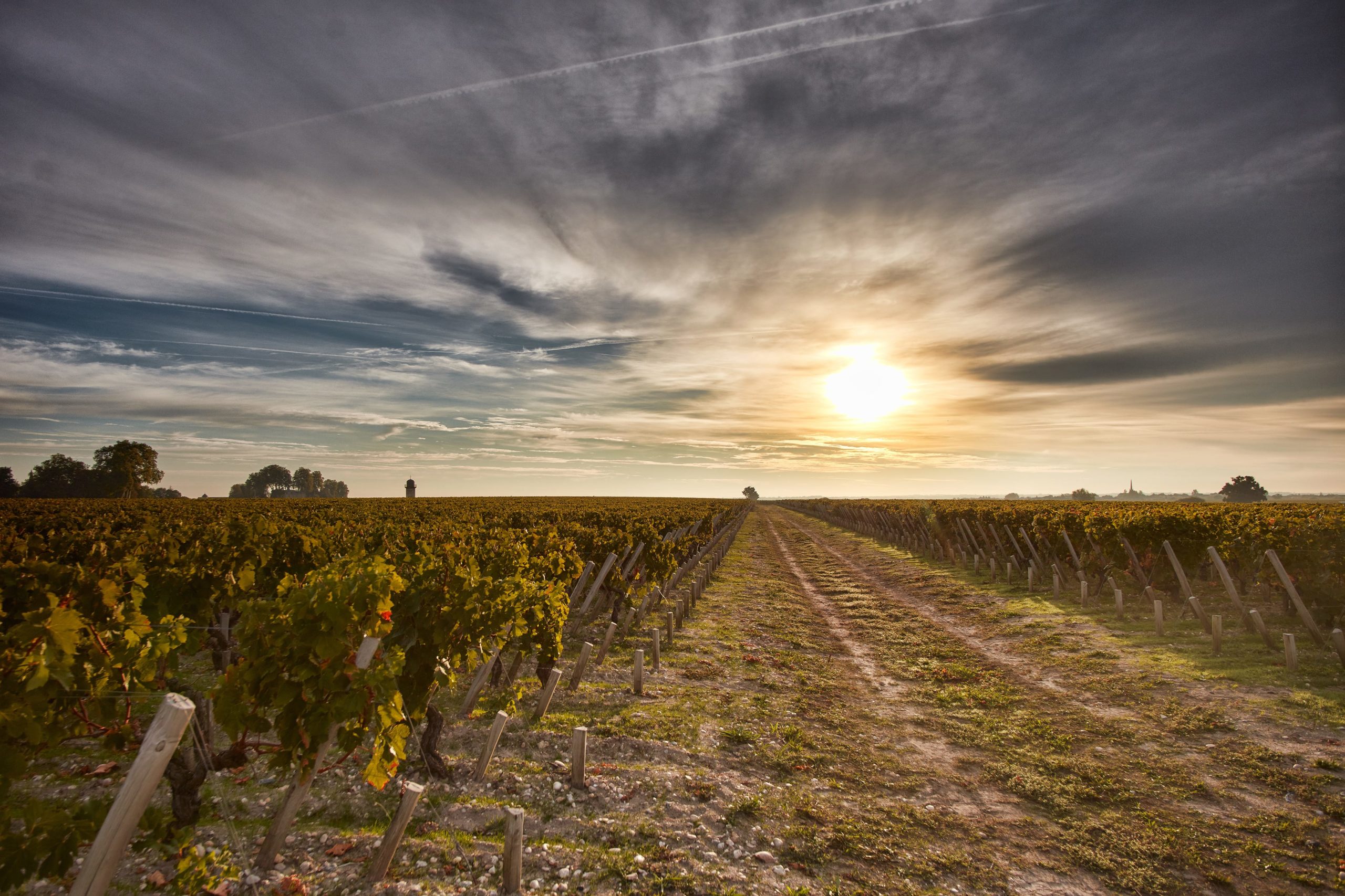 Vignoble Pauillac